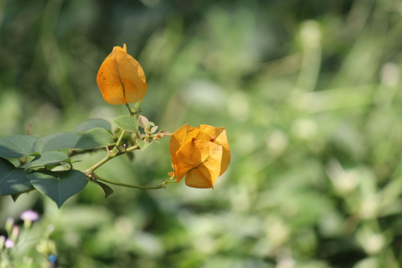 Yellow Leaf Flower Stock Free