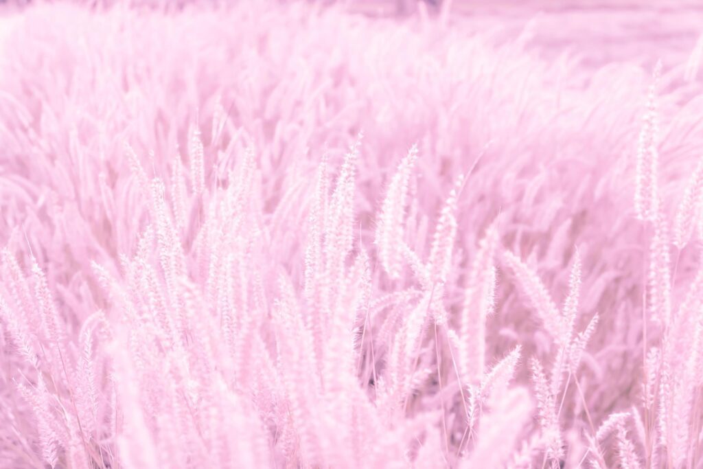 Soft light and nature blur pink grass flowers field background. Stock Free