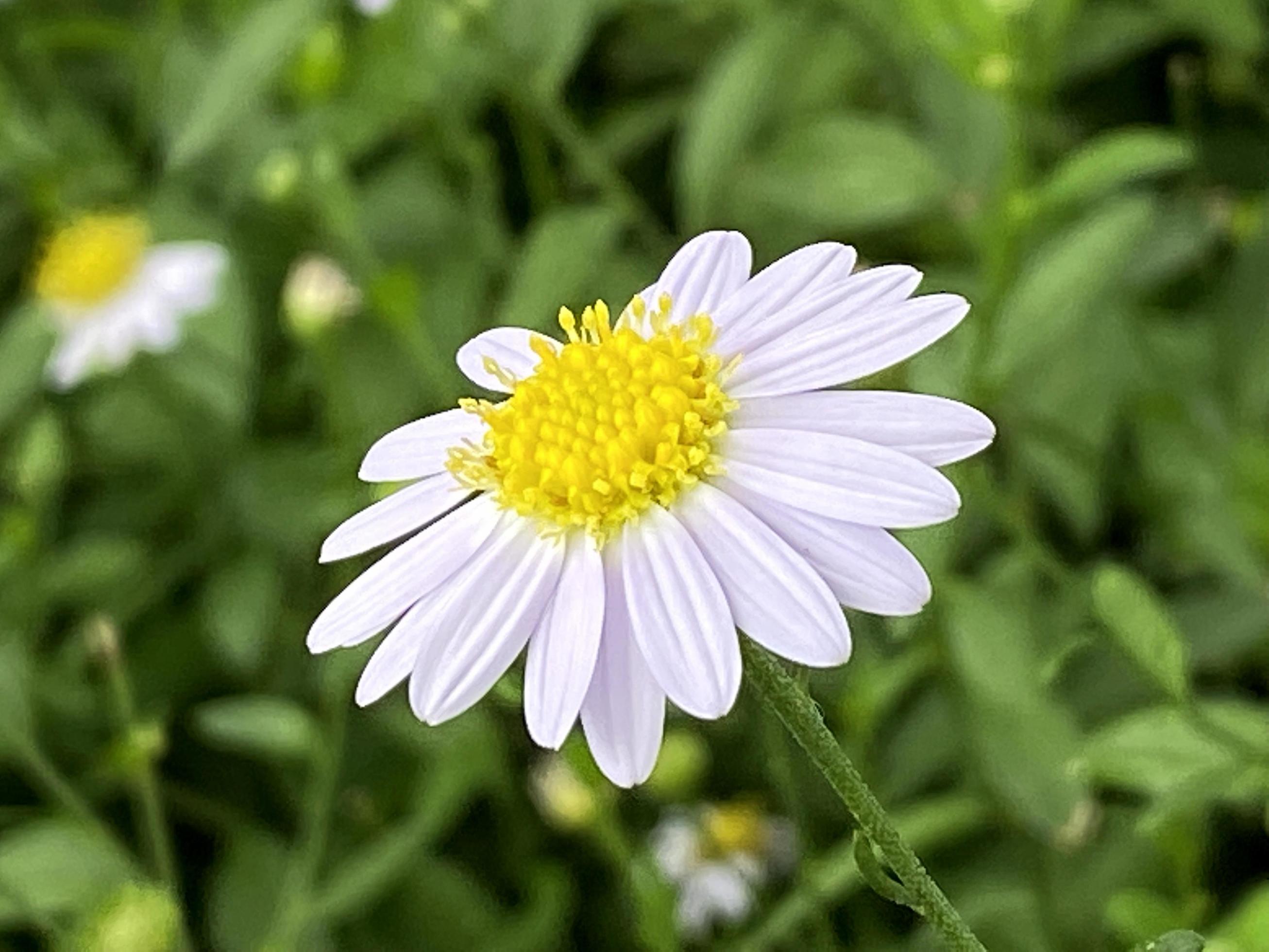 Daisy flowers in garden close up Stock Free