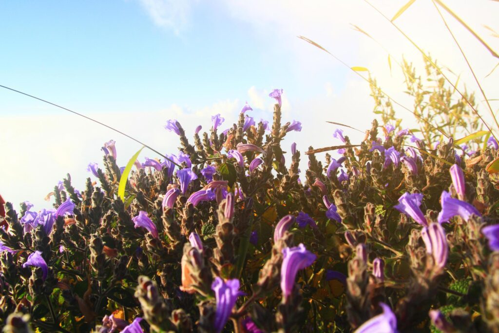 Beautiful wild Purple flowers with golden light in sunrise. Blossom spring field floral with blue sky in forest on the mountain, Thailand Stock Free