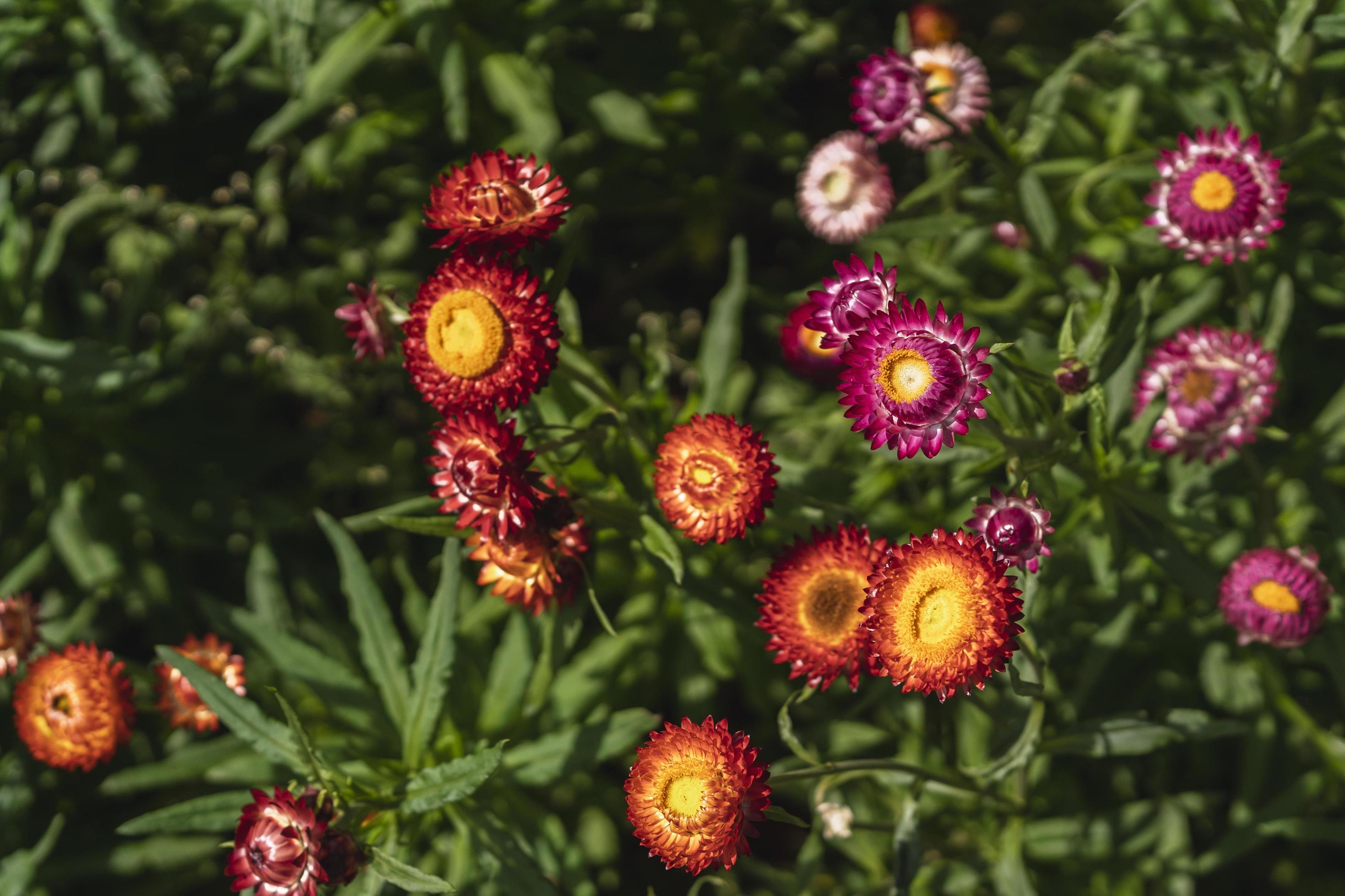 olorful straw flower blossom booming in garden Stock Free