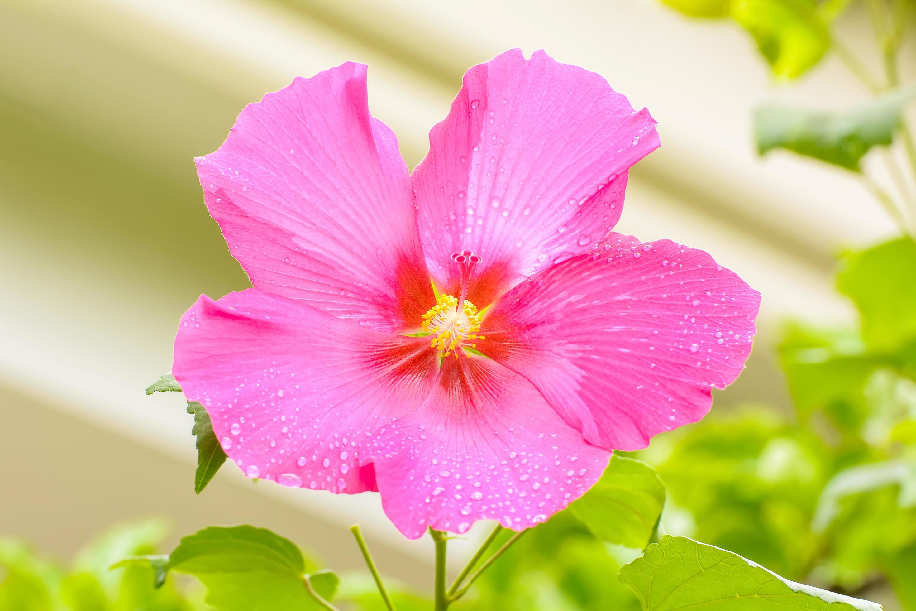 Hibiscus is a genus of flowering plants in the mallow family, Malvaceae. Stock Free