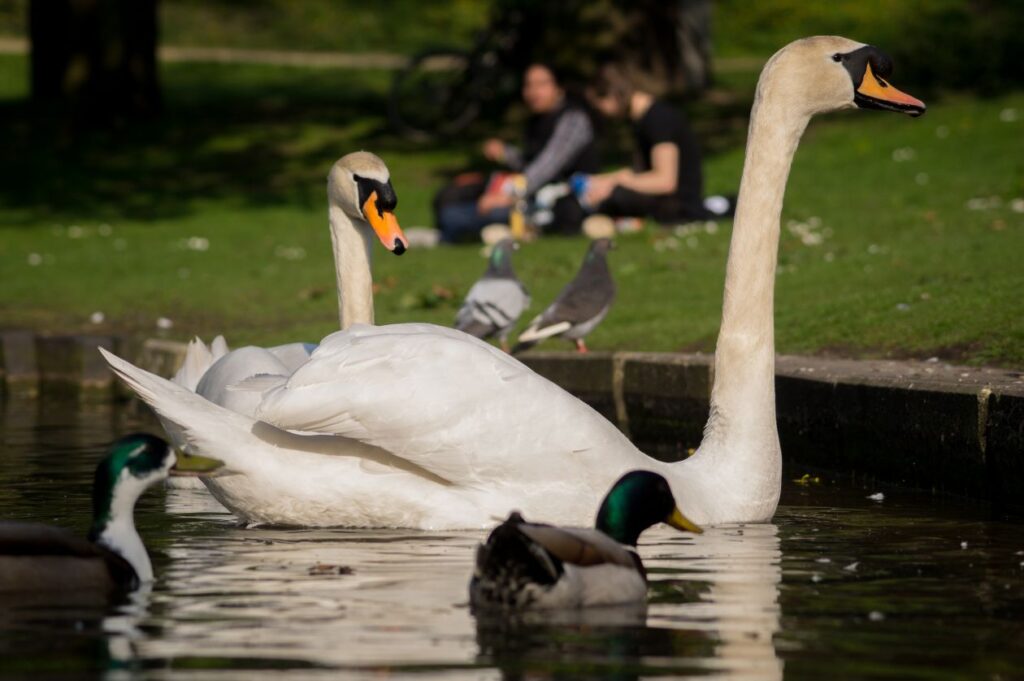 Swans in the park Stock Free