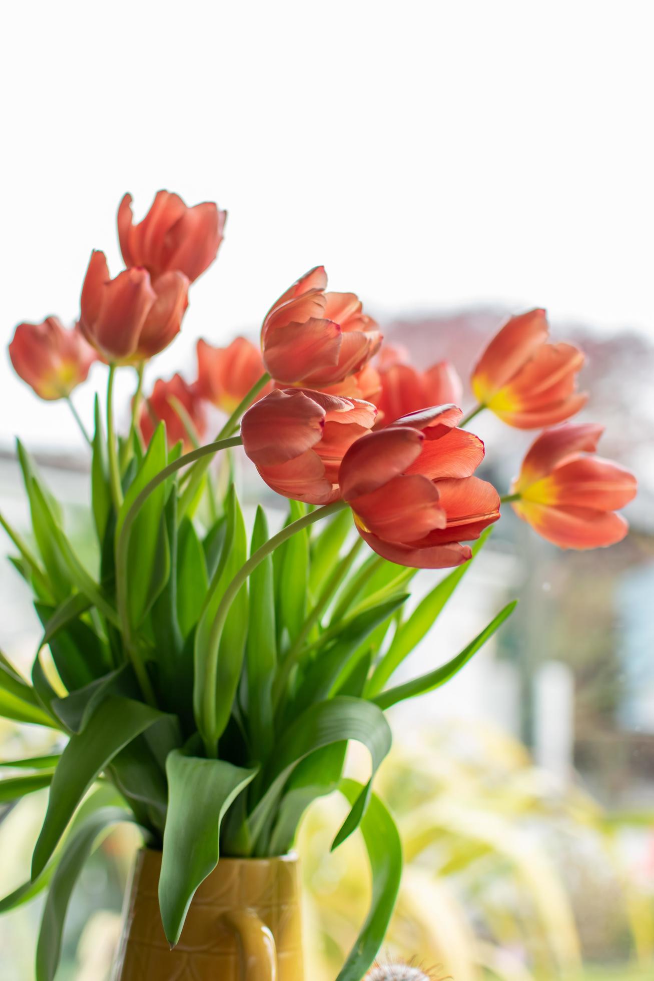 Red tulip flowers in vase Stock Free