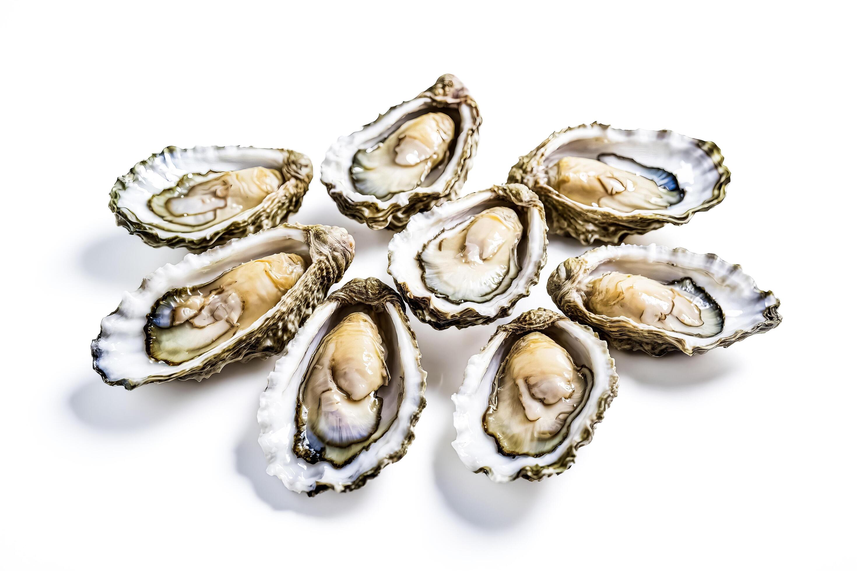 Fresh Oysters on a White Background Stock Free