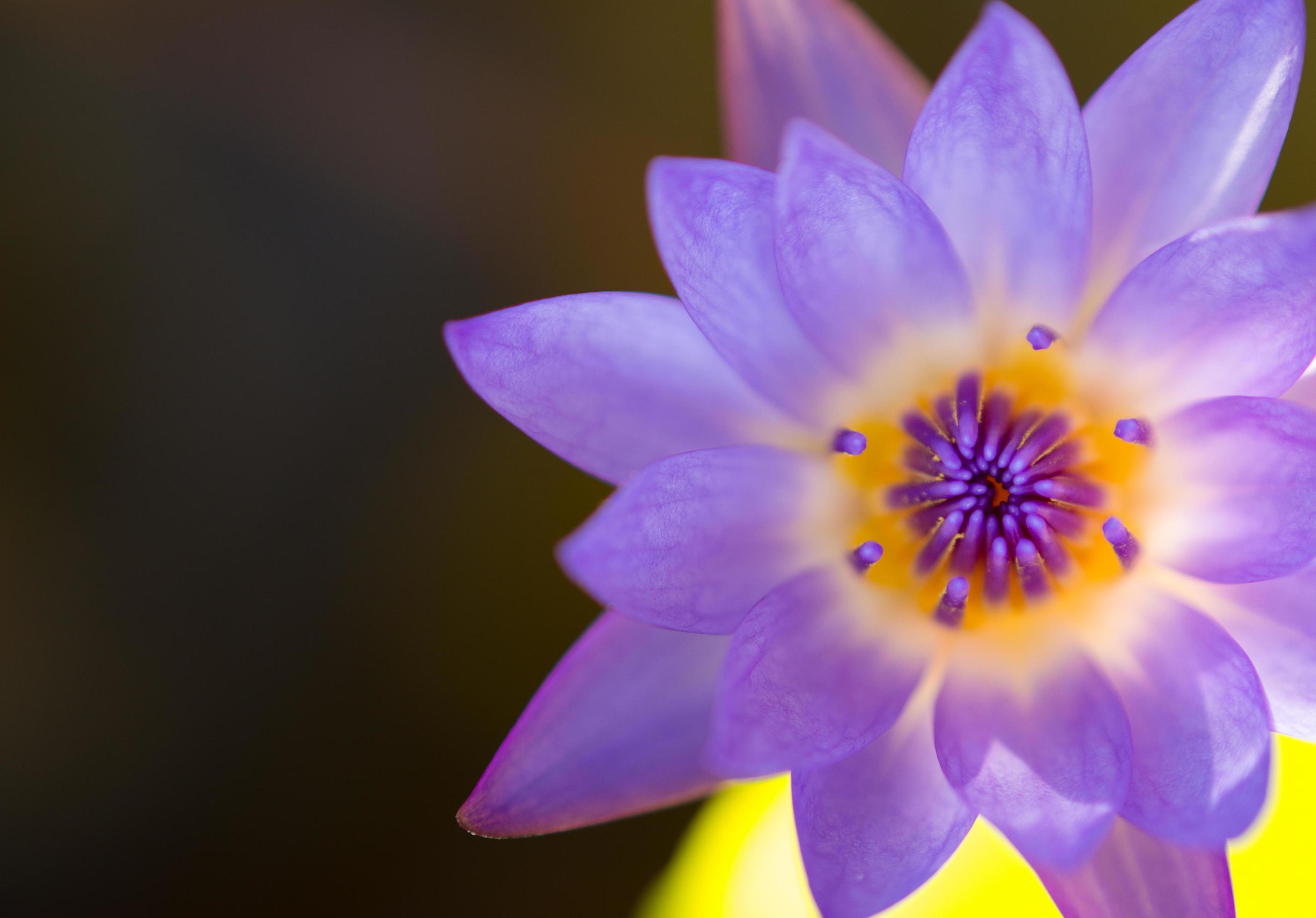 Closeup colorful beauty lotus flower blooming Stock Free