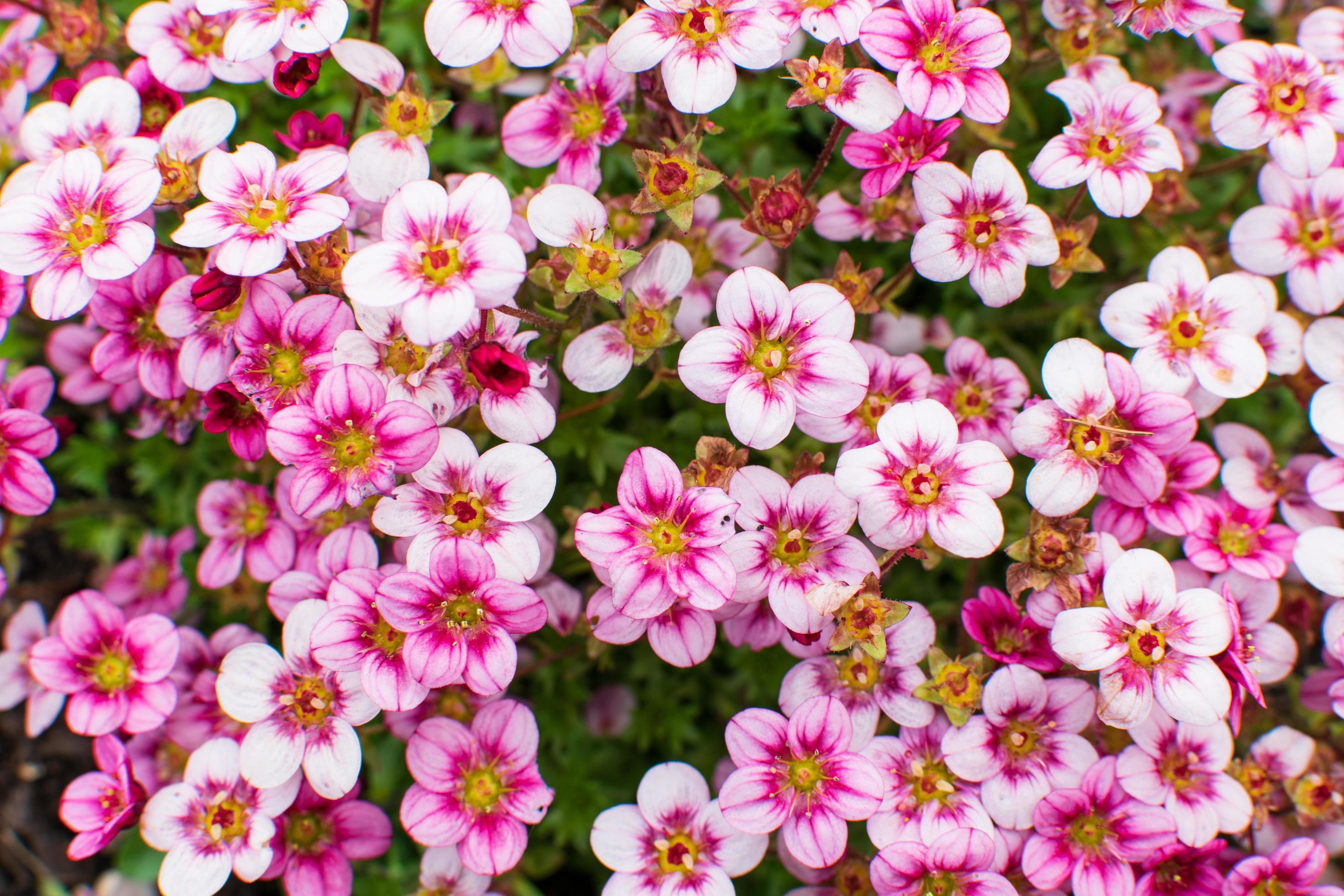 Pink flowers blooming full frame nature background Stock Free