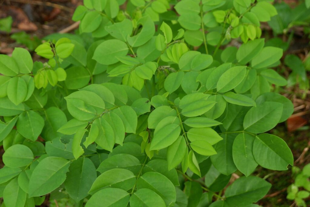 Natural photography of gamal leaves with a green background Stock Free