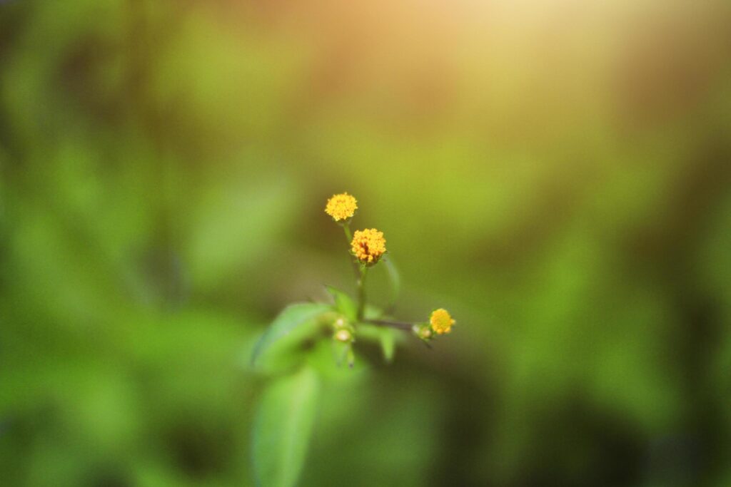 Soft focus Beautiful wild yellow grass flowers in the meadow fileld with sunlight. Stock Free