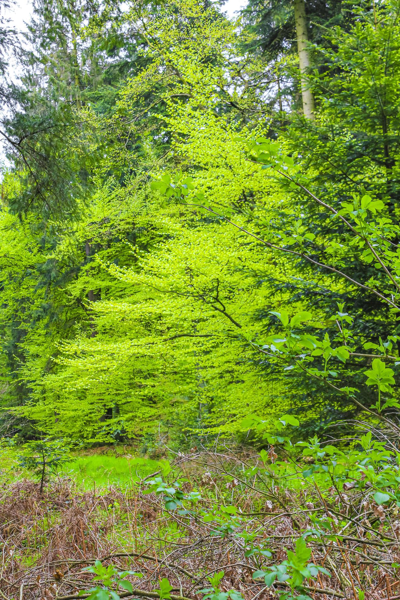 Natural panorama view with pathway green plants trees forest Germany. Stock Free