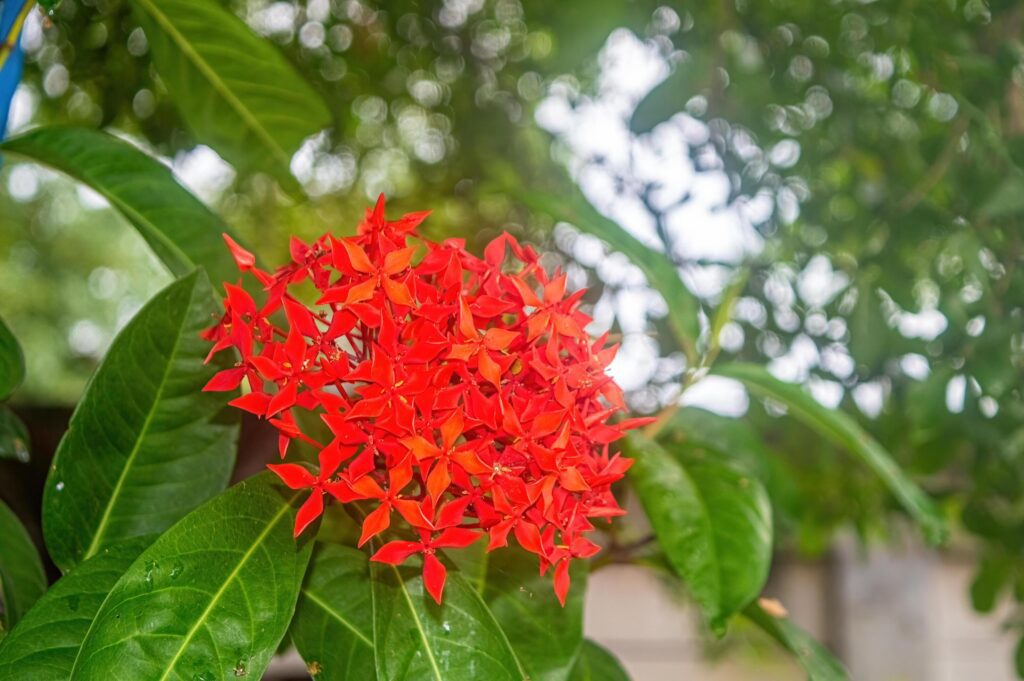 macro portrait of a red soka flower or Ixora chinensis with a blurred background and bokeh of fresh green leaves Stock Free