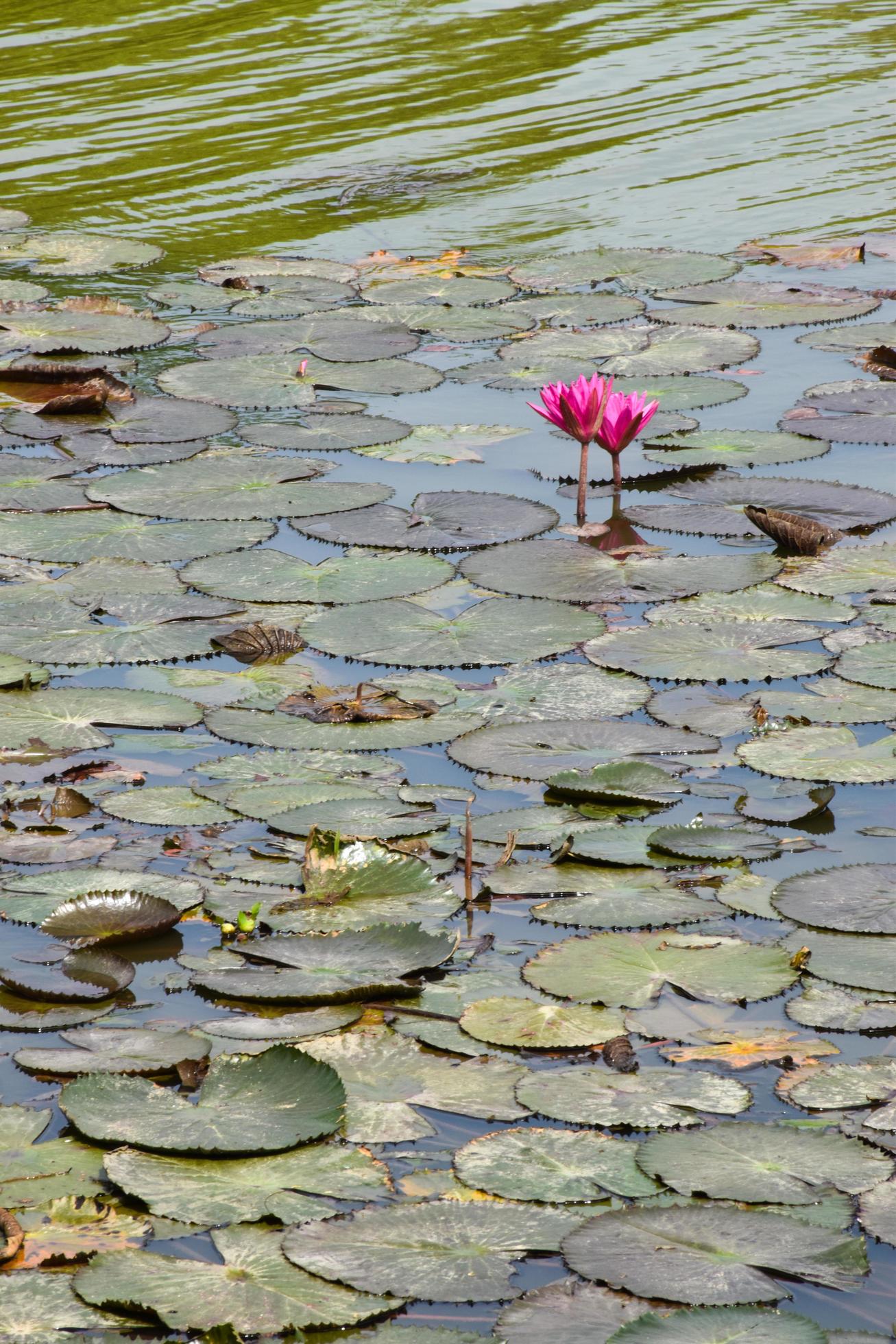 blooming lotus flowers and leaves beauty nature in lake phatthalung Stock Free