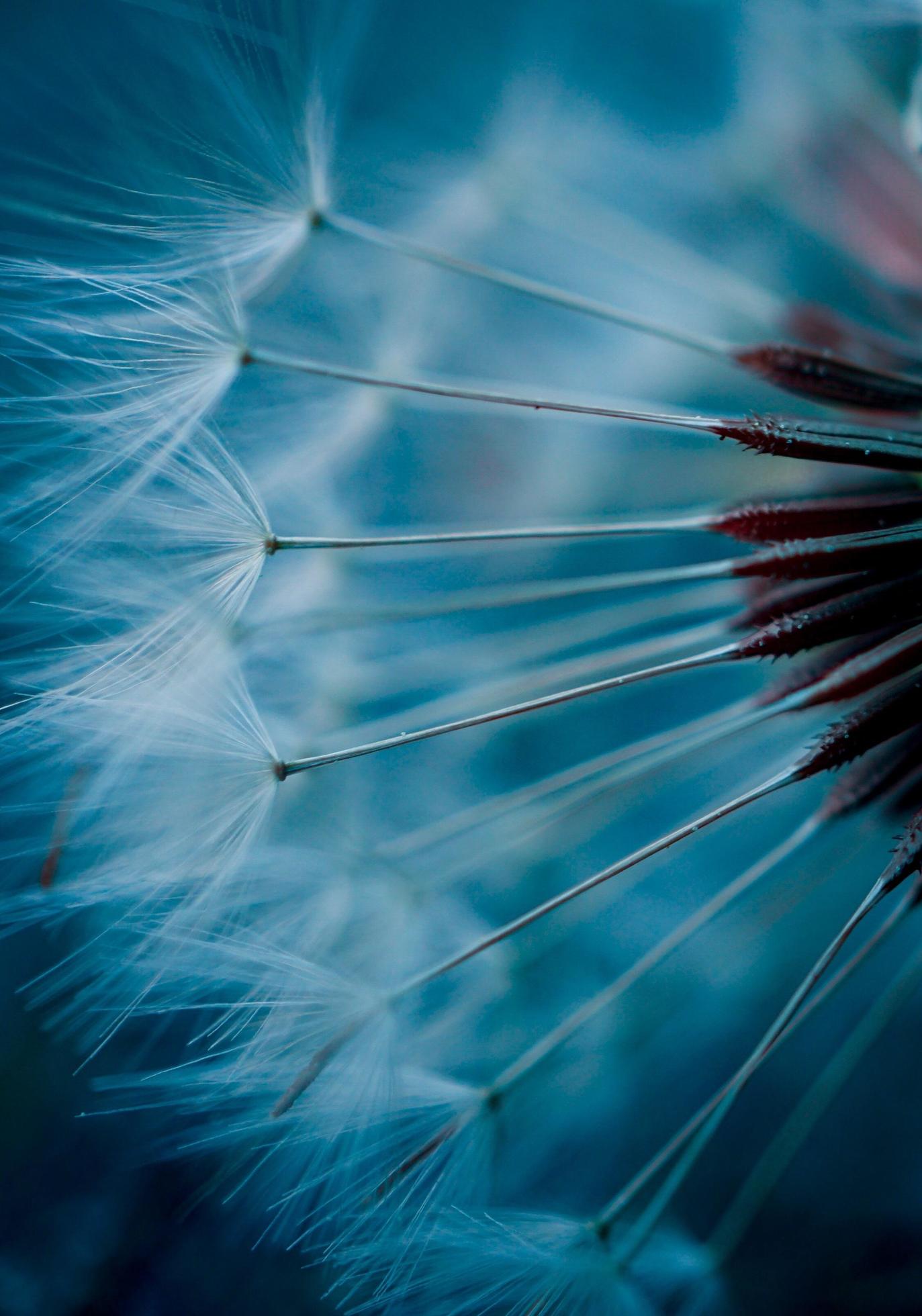 Beautiful dandelion flower seed in the spring season Stock Free