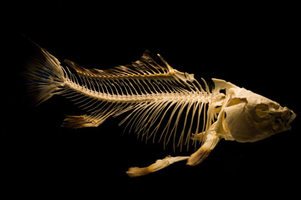 Fish skeleton Stock Free