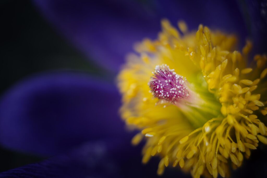 Yellow and blue flower Stock Free