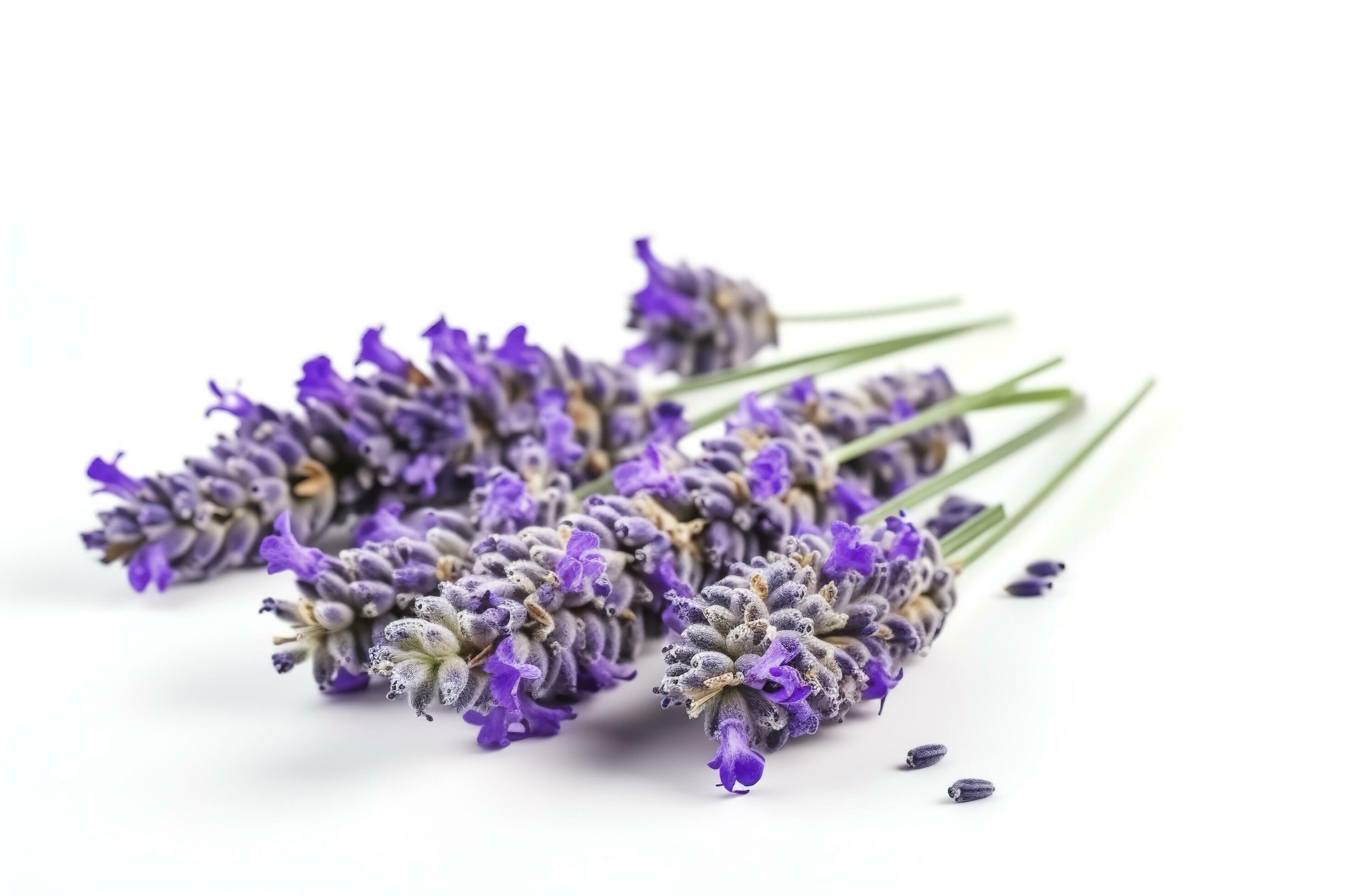 Beautiful lavender flowers on white background, generate ai Stock Free