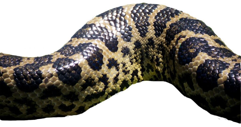 Snakeskin Stock Free