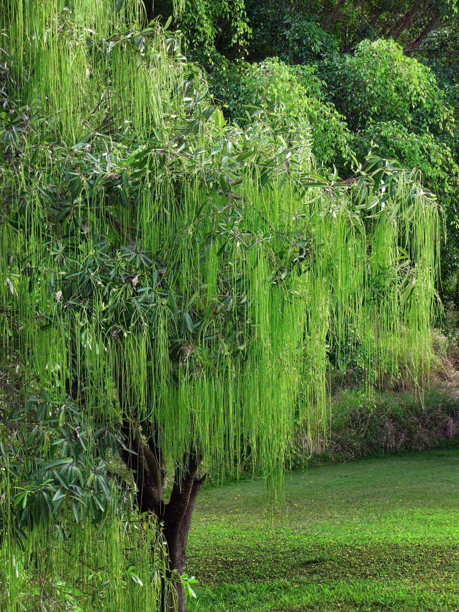 Weeping willow trees standing at natural pond side, green water, green garden, peaceful environment for wallpaper Stock Free