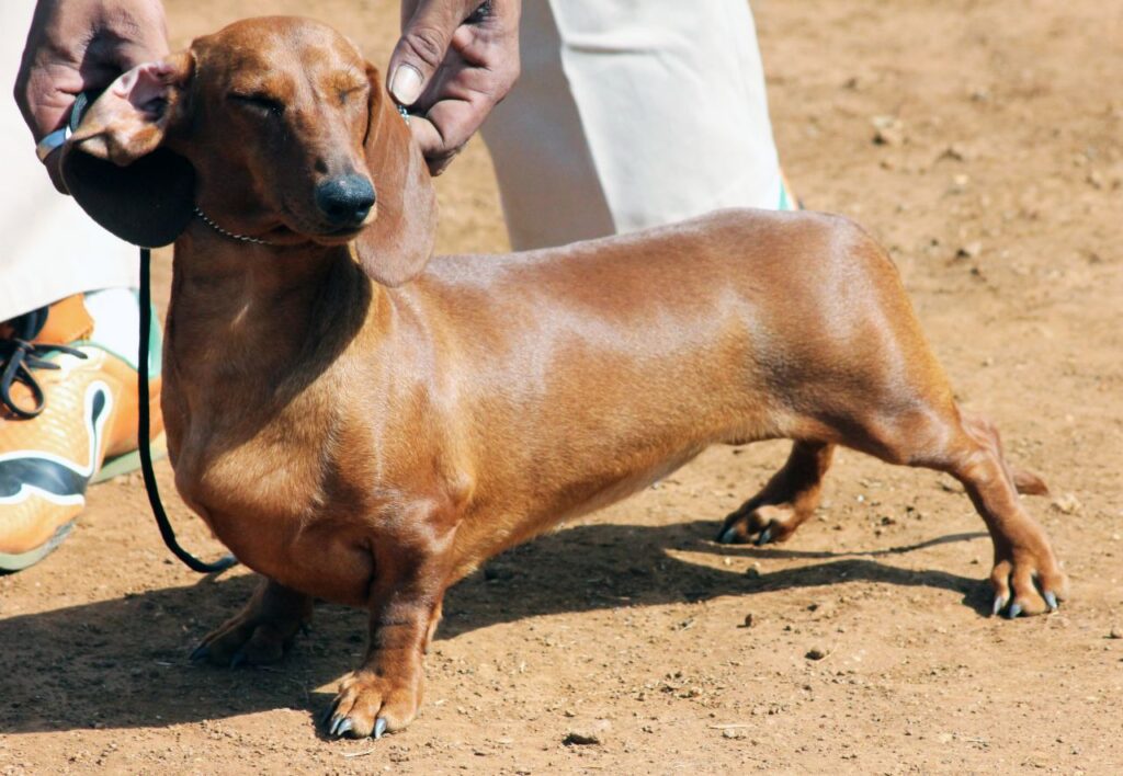 Dachshund Cute Stock Free