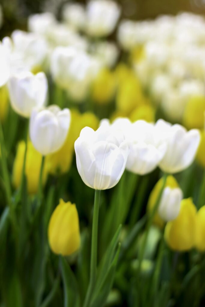 White tulip blooming in flower field, beauliful spring garden flower, soft selective focus Stock Free