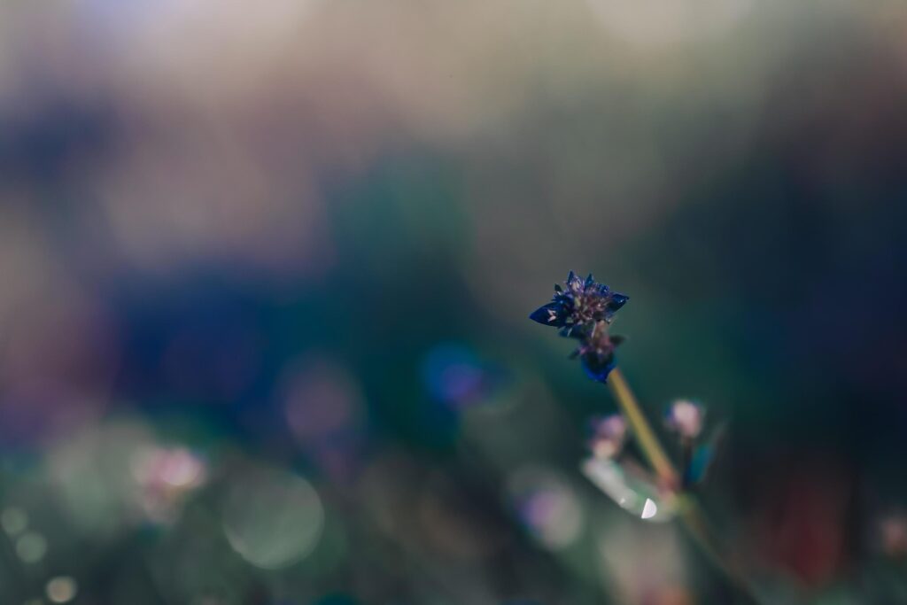 Wild flowers in nature Stock Free