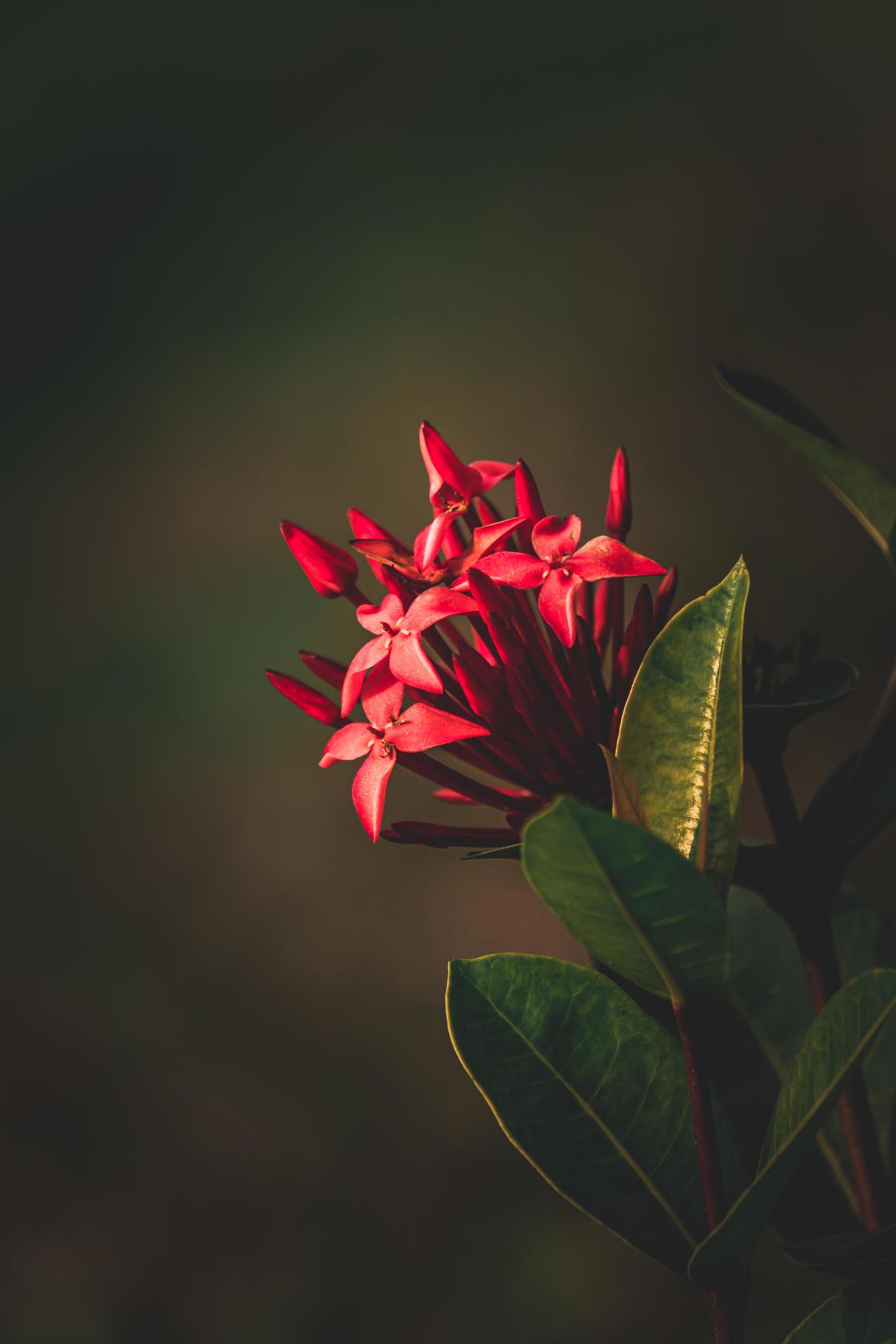 Jungle geranium, Ixora coccinea, West Indian Jasmine flower in the garden Stock Free