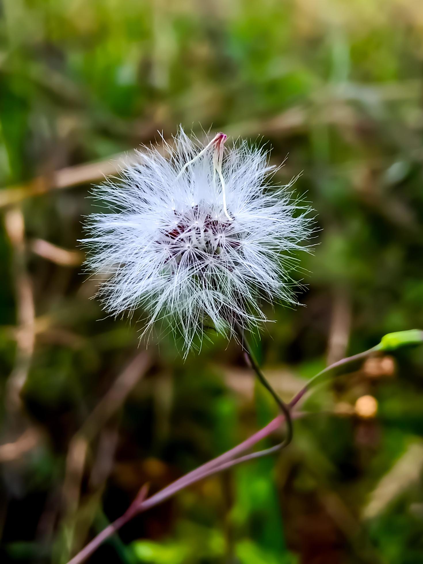 White flower on a free download Stock Free