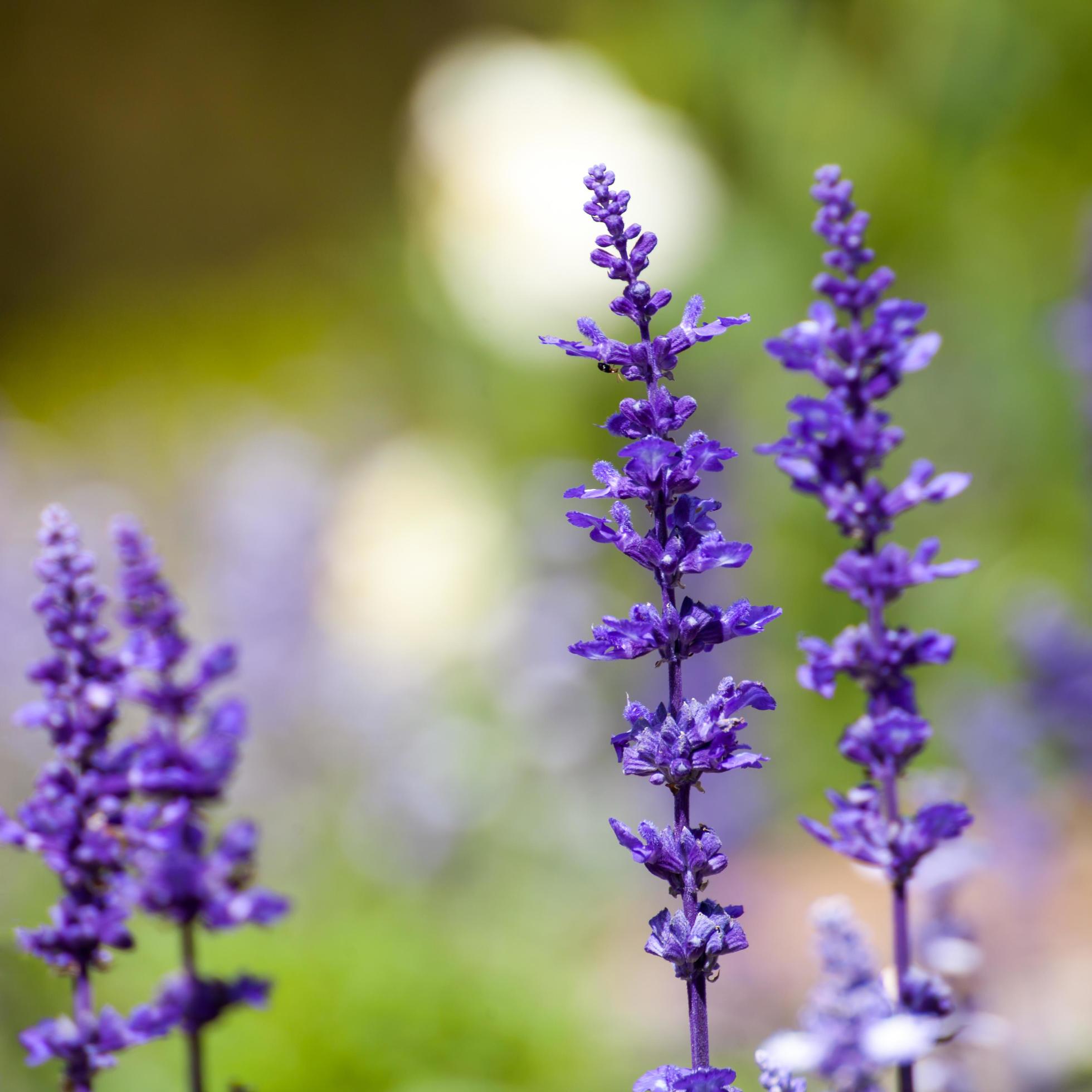 lavender flowers, close-up, selective focus Stock Free