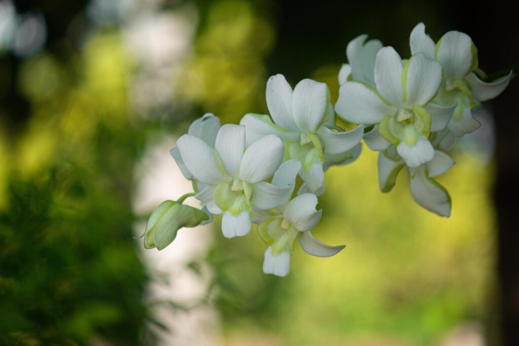 eautiful white orchid flowers nature background For various design work Stock Free