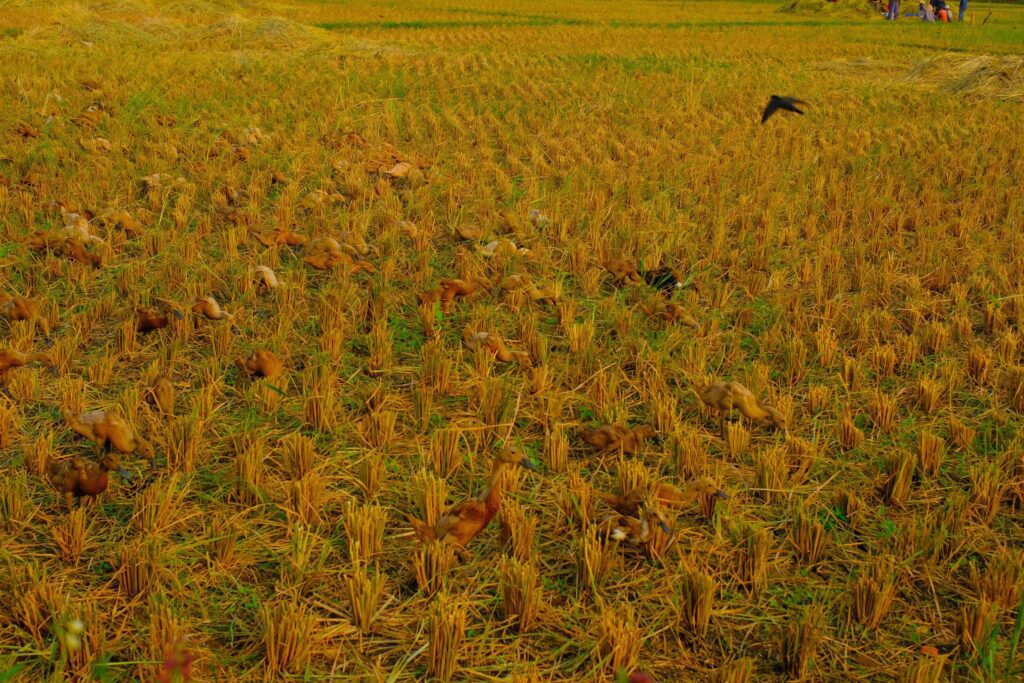 Landscape Photography. Beautiful Scenery. Background view of barren rice fields after the rice harvest. Dry and barren rice fields. Bandung – Indonesia. Stock Free