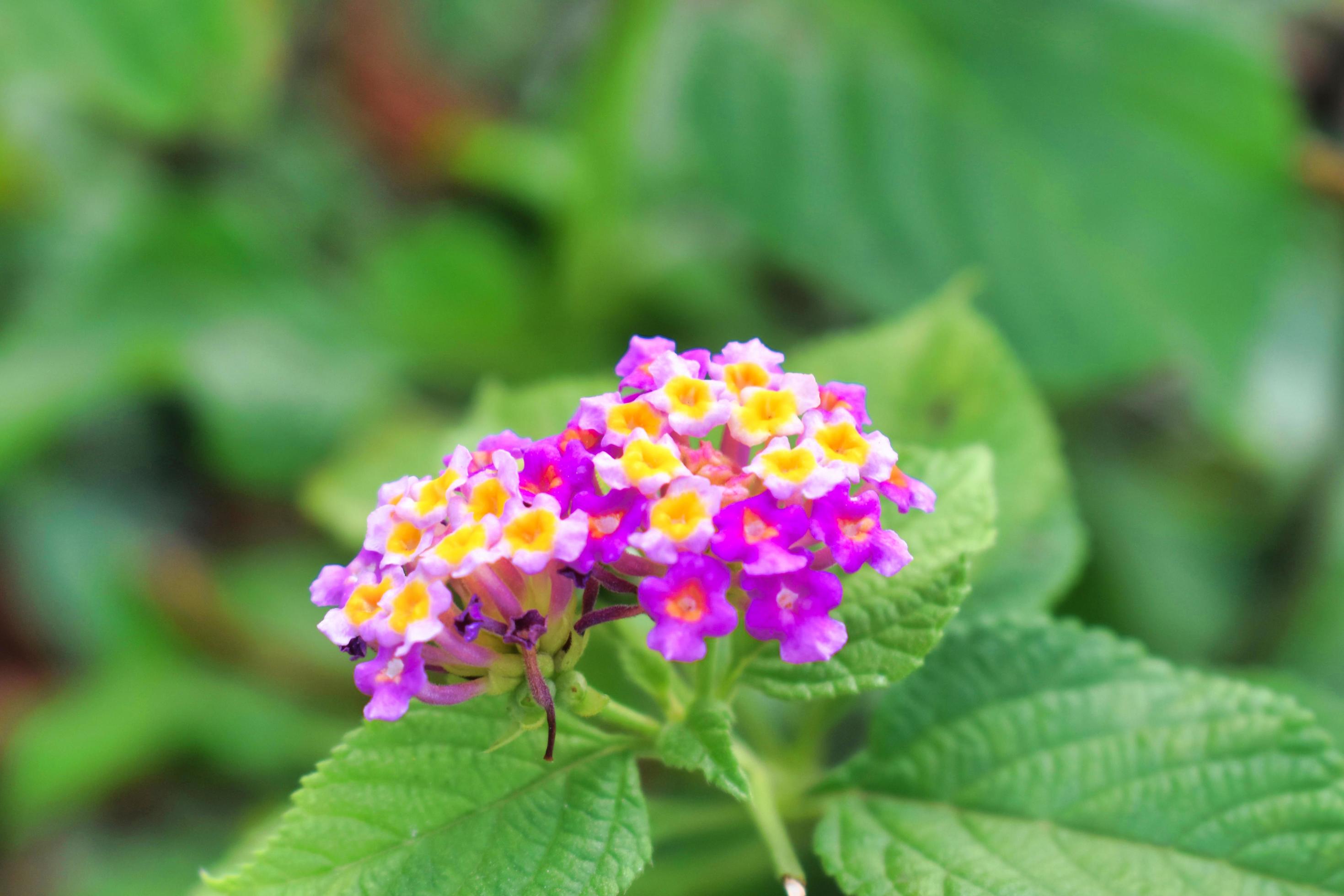 Lantana camara. common lantana. It is a species of flowering plant within the verbena family Stock Free