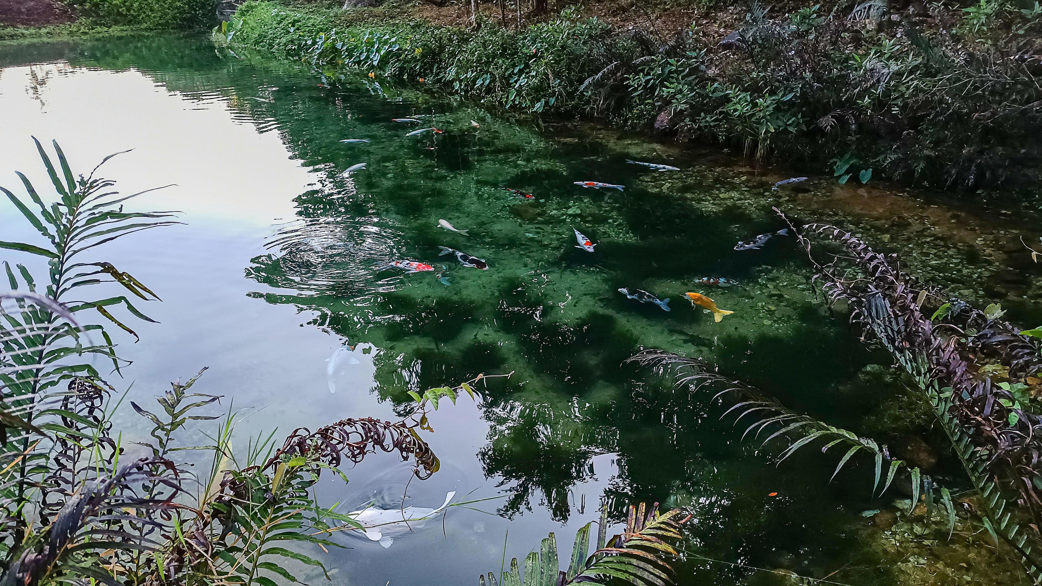 Trees, leaves, natural ponds are so clear that you can see the moss below and there are koi fish. Stock Free