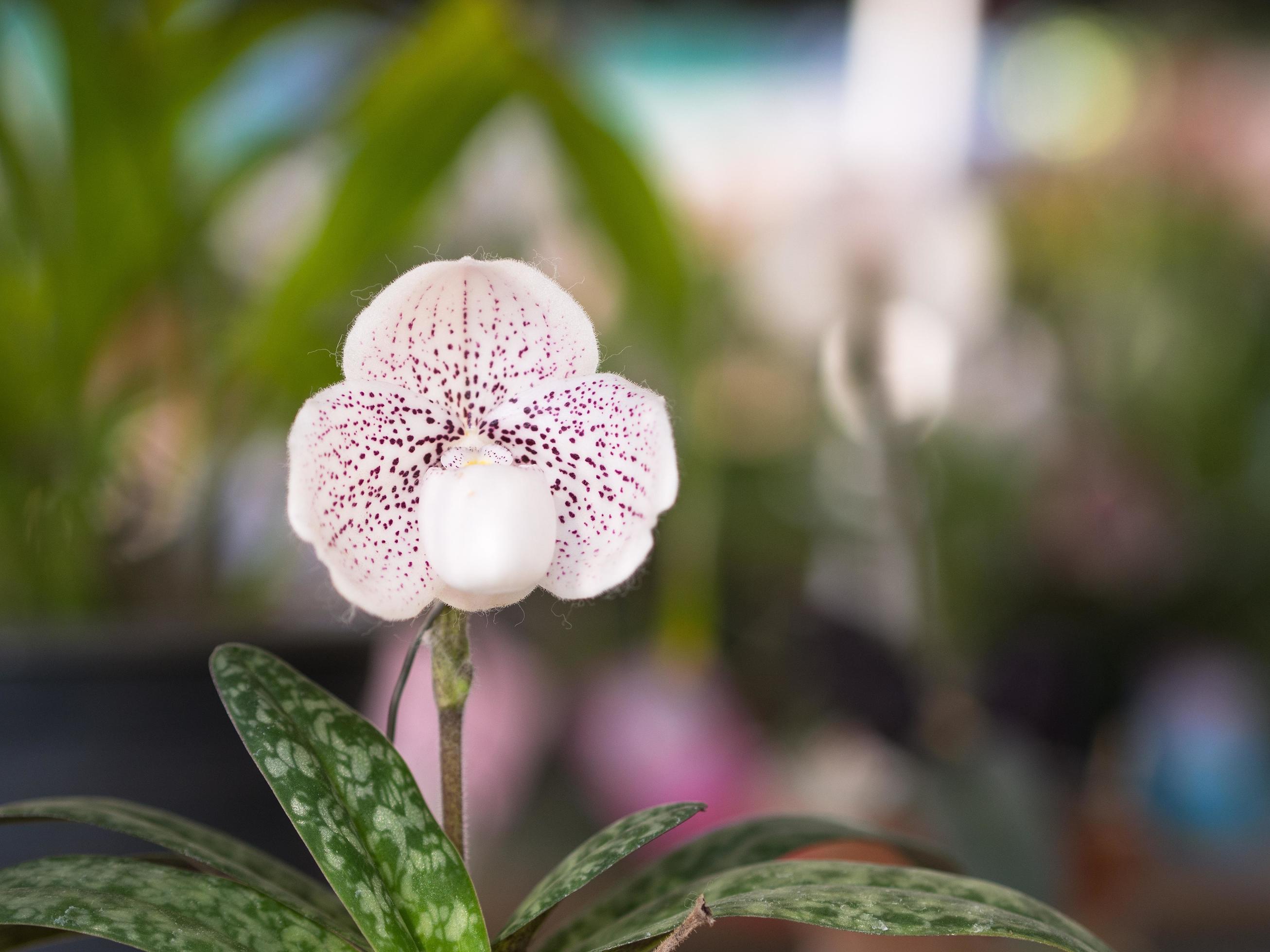 Lady’s Slipper Paphiopedilum godefroyae flowers in the park Stock Free