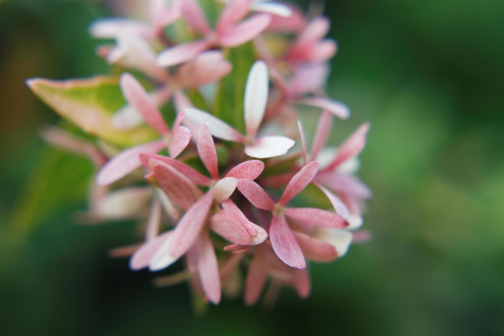 Abelia Flowers Macro Stock Free