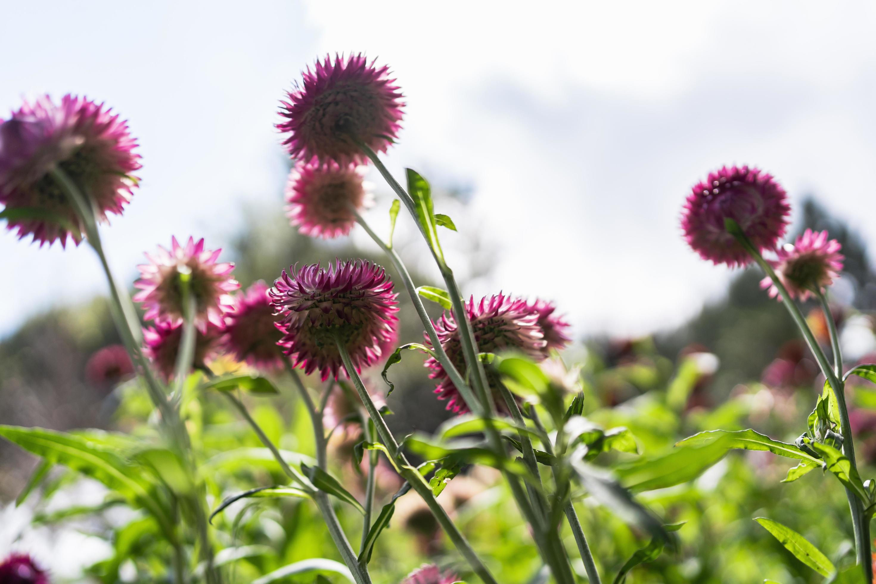 colorful straw flower blossom booming in garden Stock Free