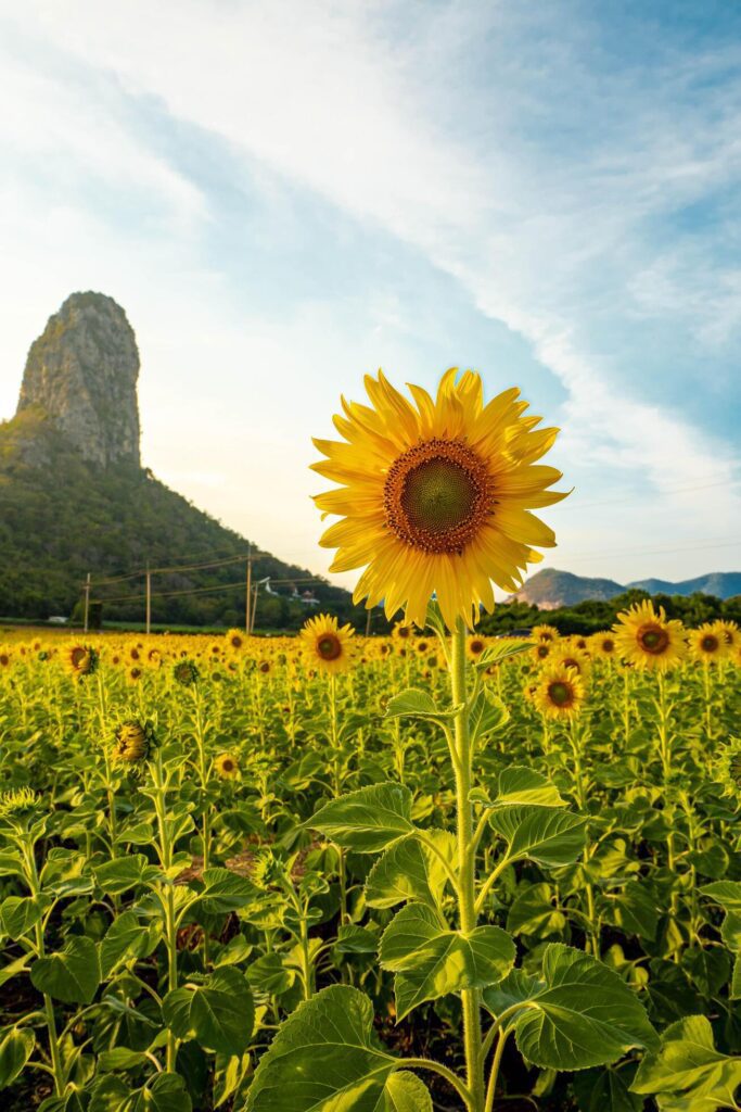 At sunset, a summer sunflower meadow in Lopburi, Thailand, with a mountain background. Stock Free