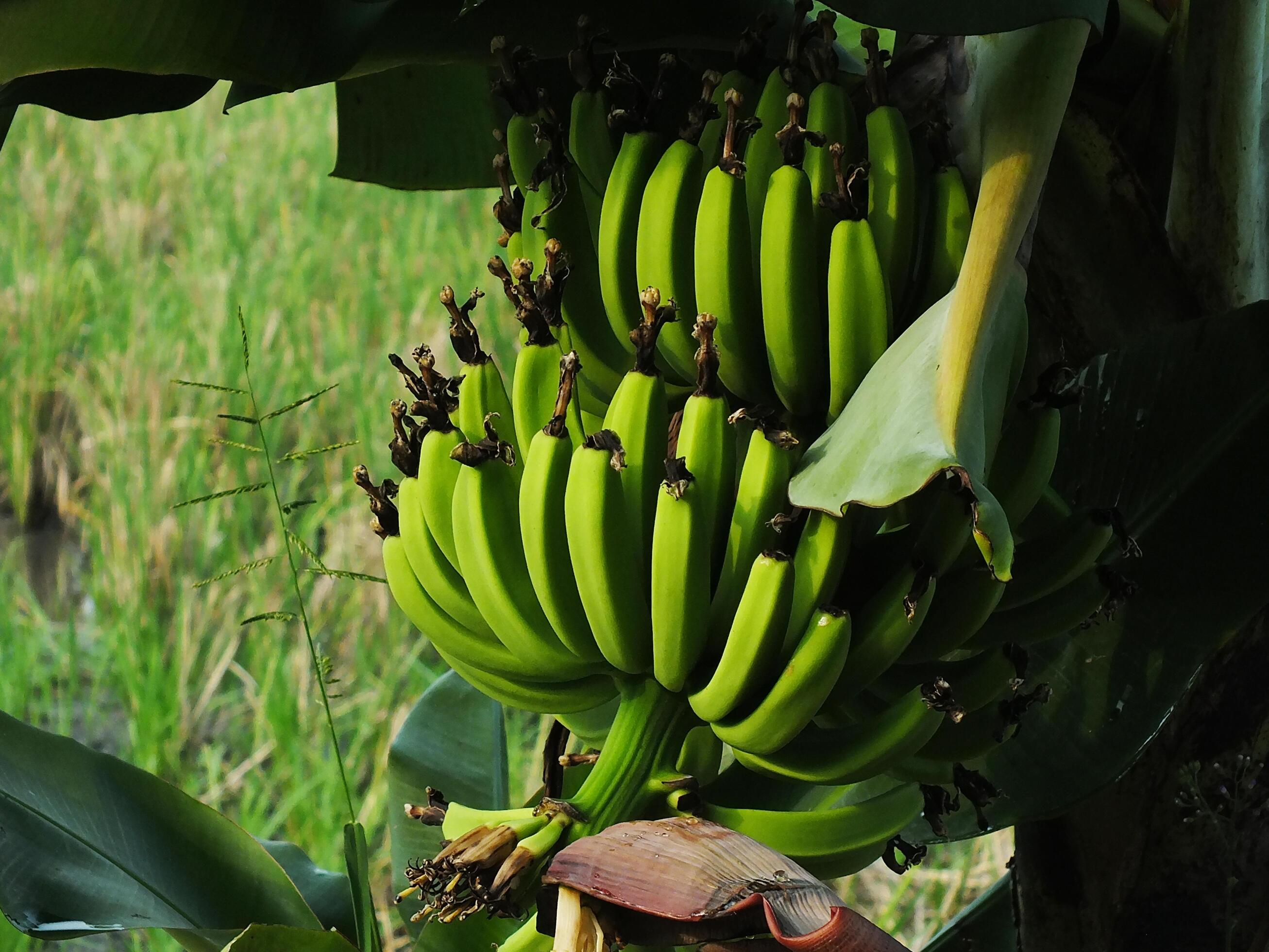 close up photo of unripe banana fruit on a tree with green paddy field background Stock Free