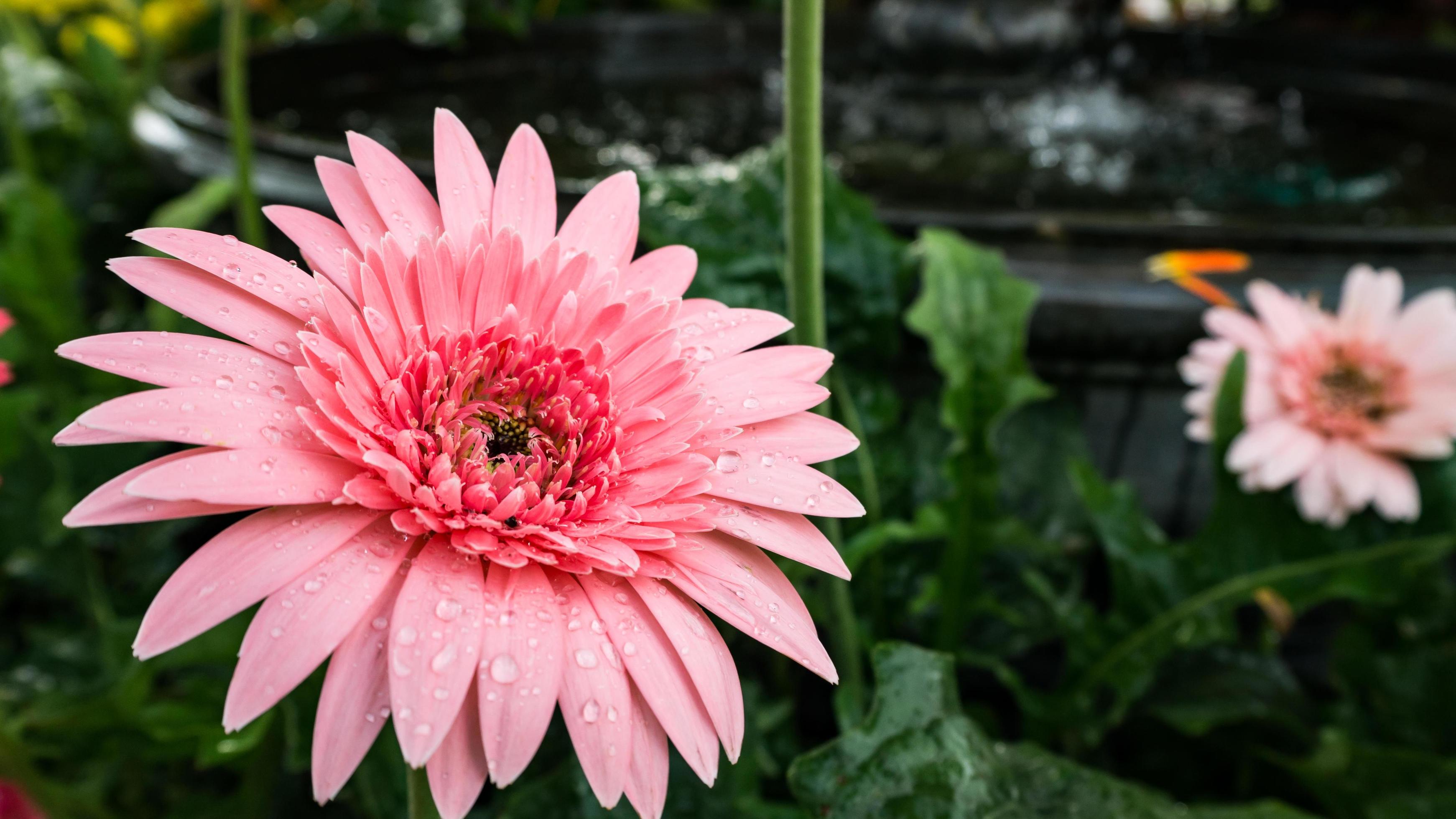 beautiful gerbera flower on the outdoor garden Stock Free