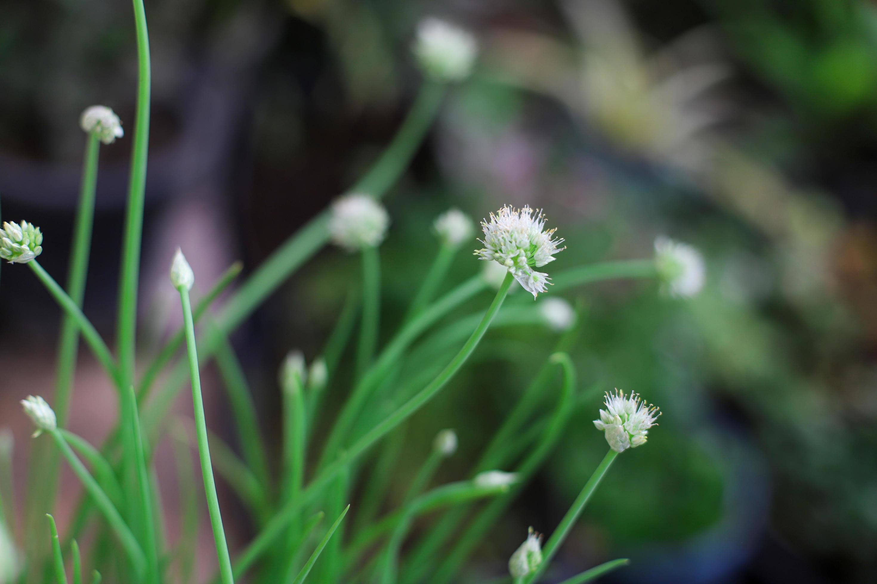 Onion flower nature background Stock Free