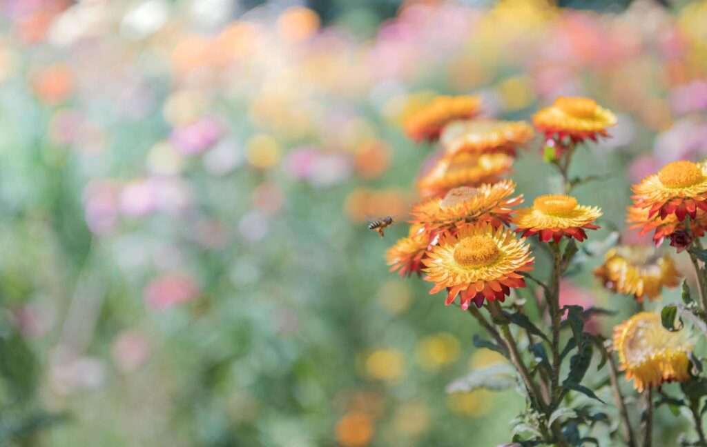 beautiful orange straw flower on nature bcakground Stock Free