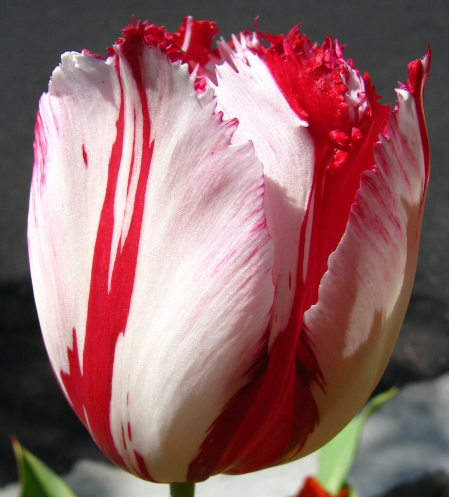 Red-and-white fringed tulip 1 Stock Free