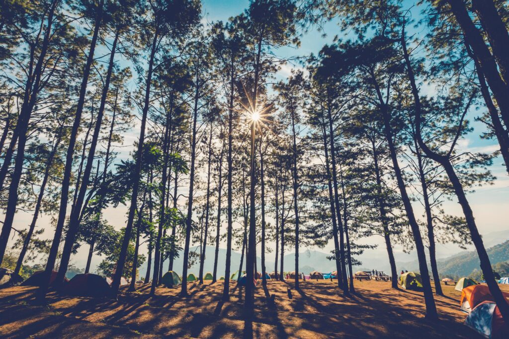 Pine tree in natural forest and sunlight with vintage tone. Stock Free