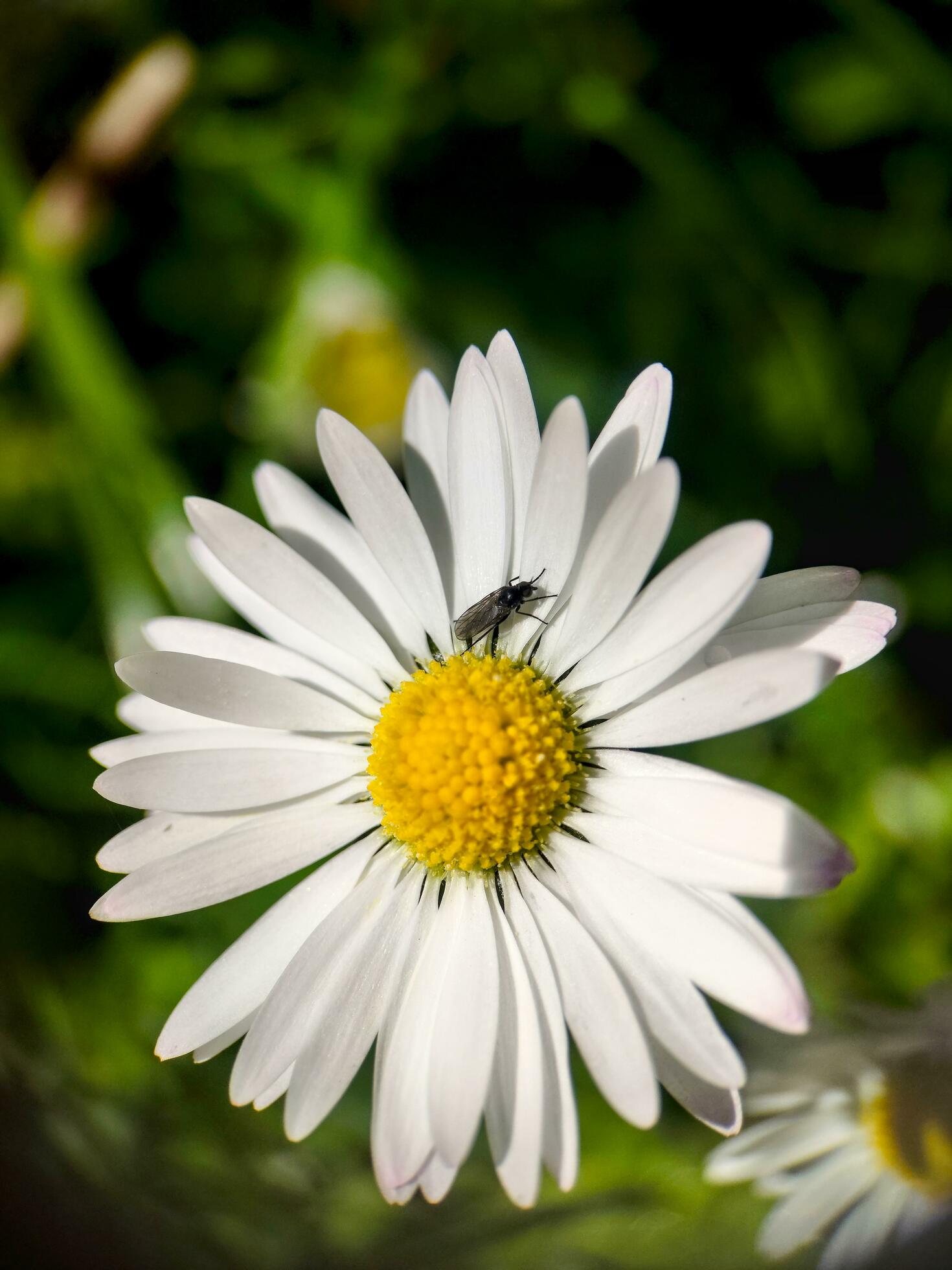 Macro shot of a daisy flower Stock Free