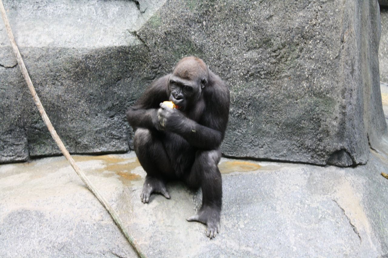 Gorilla Sitting Zoo Animals Stock Free