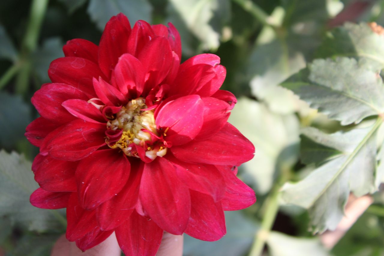 Red Flower Closeup Stock Free