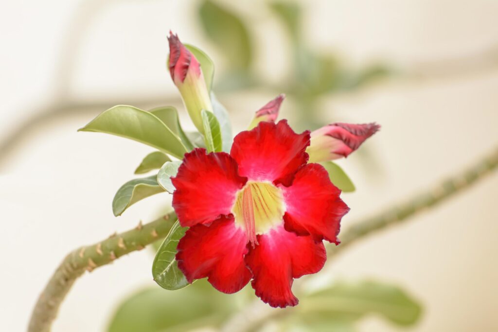 Desert Rose is a bright-colored flowers. Desert Roses are Thai Flower. Stock Free