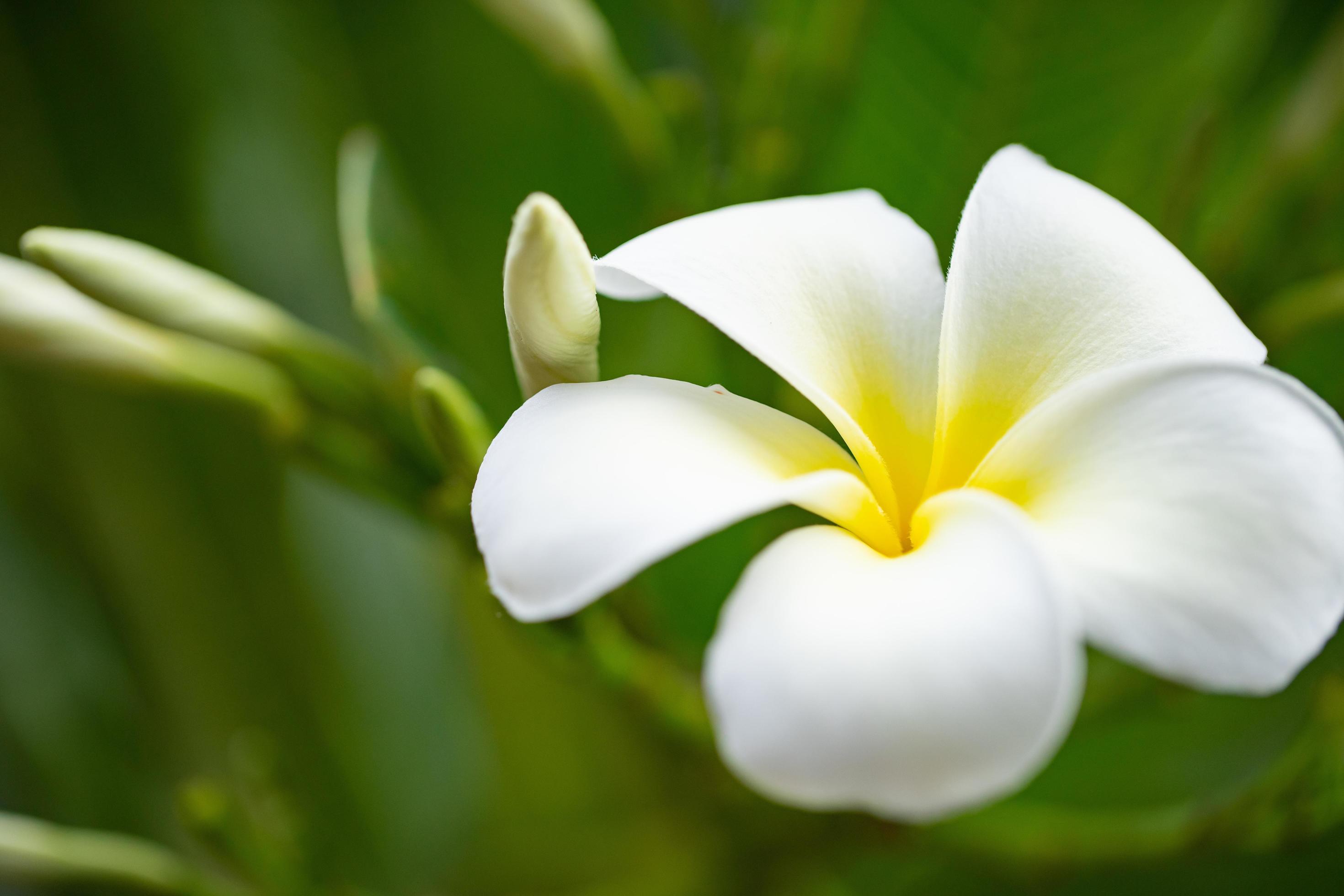 Close up white flower Stock Free