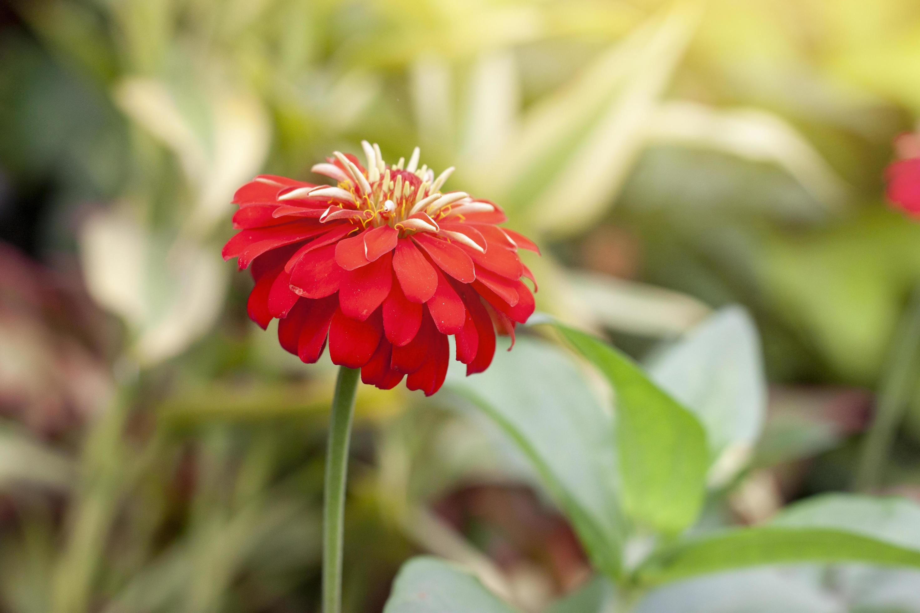 Red zinnia flower beautiful with sunlight on nature background in the garden. Stock Free