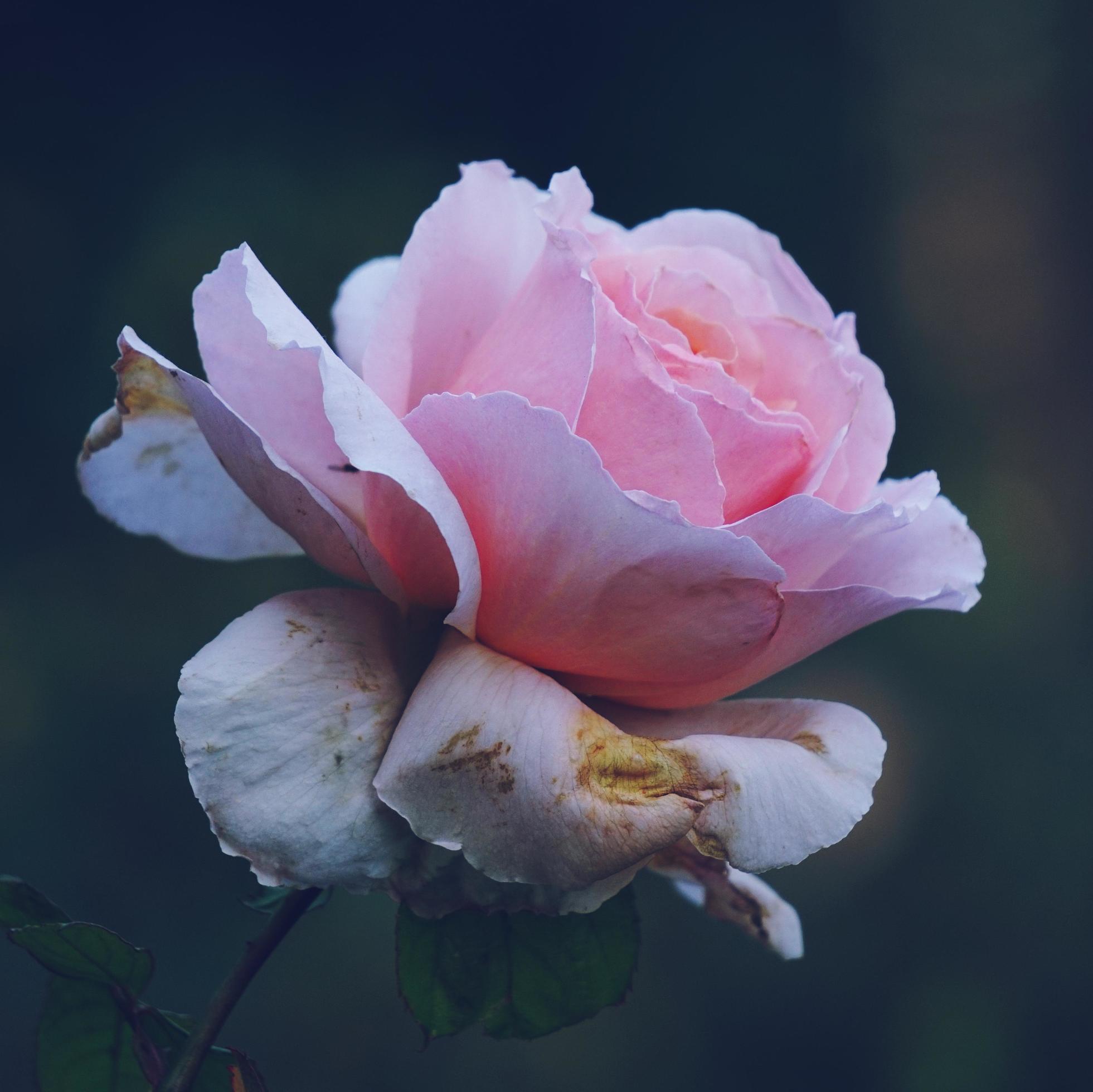 A beautiful pink flower in the spring season Stock Free