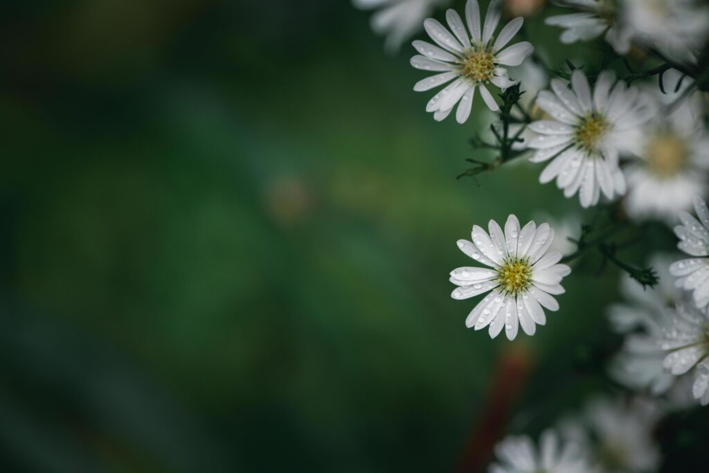 Cute White Cutter flower in garden, flower background concept. Stock Free